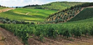 PRUNA OLIVE GROVES